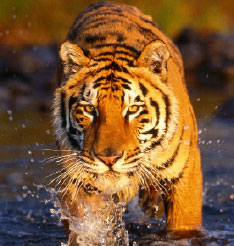 Bengal Tiger